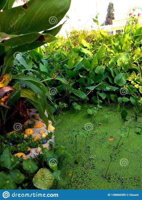 Pistia Plant in the Fish Swamp Stock Image - Image of blossom, field: 138868385