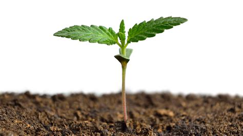 How to Germinate Marijuana Seeds - DripWorks