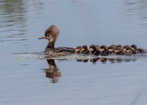 Bird of the Week- Hooded Merganser – St. Louis Audubon Society