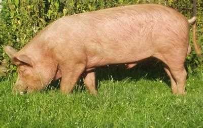 Tamworth Pig - Knowledge Base LookSeek.com