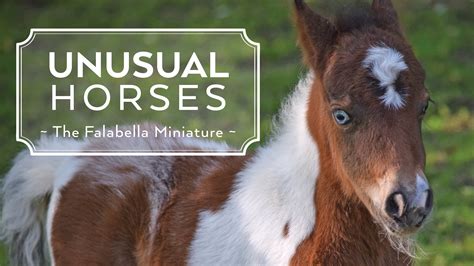 Unusual Horses: Falabella Miniature