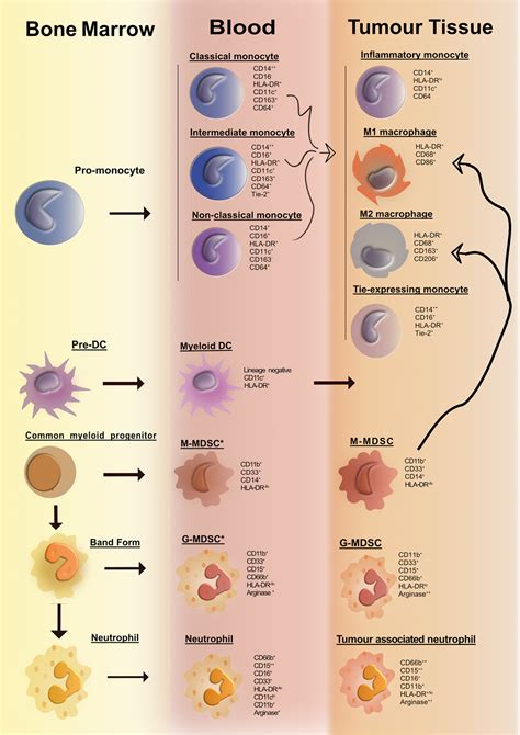 Frontiers | Human Tumor-Infiltrating Myeloid Cells: Phenotypic and ...