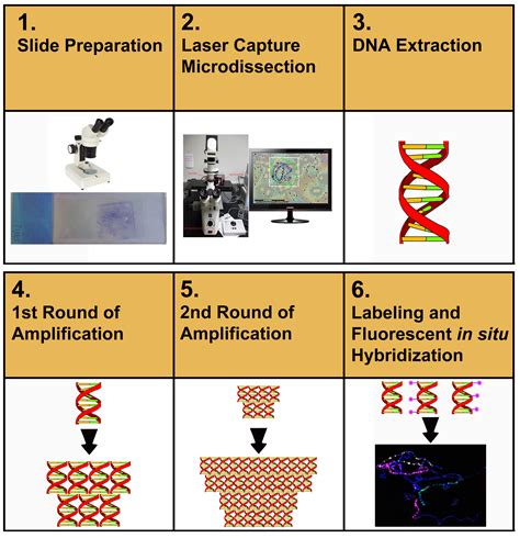 2D and 3D Chromosome Painting in Malaria Mosquitoes