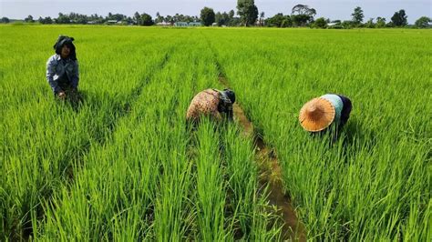 The bleak outlook for Myanmar’s farmers | Frontier Myanmar