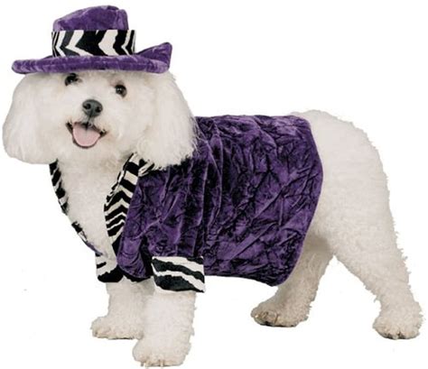 PIMP HALLOWEEN COSTUME, dog, halloween, purple, costume, cute HD ...