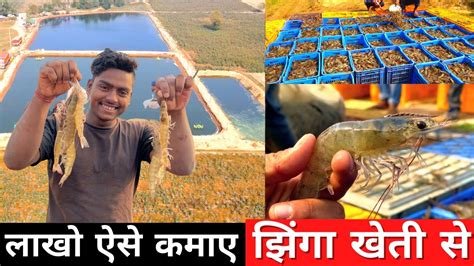 झींगा फार्म👌कमायी लाखों मे | Jhinga Farming in India | kaise kare ...