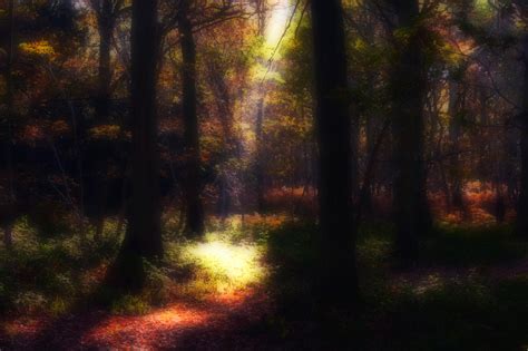 Ethereal Forest by Capturing-the-Light on DeviantArt