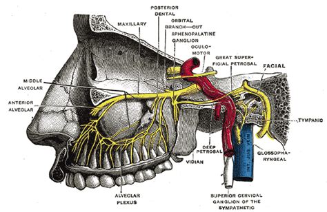 Sphenopalatine Ganglion Block | Arizona Pain