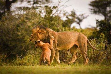 Experience an African Lion Safari in Kenya | Safari Web