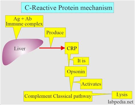 CRP—Marker Or Maker Of Cardiovascular Disease?, 57% OFF