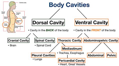 Body Cavities Labeled: Organs, Membranes, Definitions, Diagram, and ...