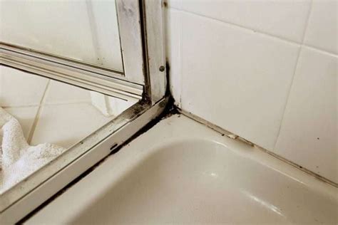 Why Is There Black Mold In My Shower? - Let'sRemoveMold.com