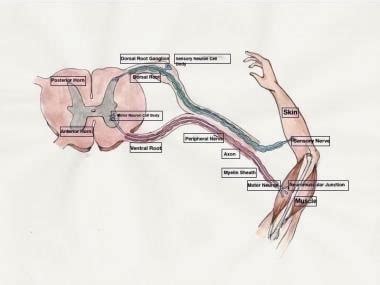 Peripheral Nervous System Anatomy: Overview, Gross Anatomy, Microscopic Anatomy