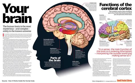 Hugo Chrost on Twitter: "Find out more about your brain. Source: Small ...