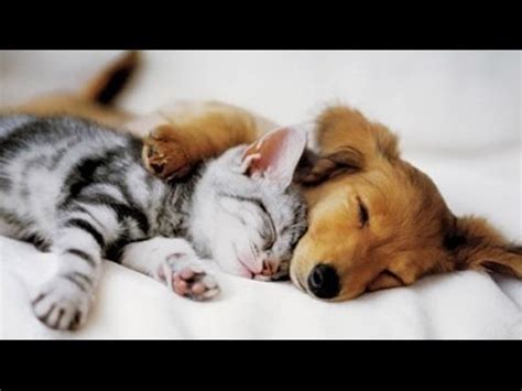 Top 10 Cats and Dogs best friends - YouTube