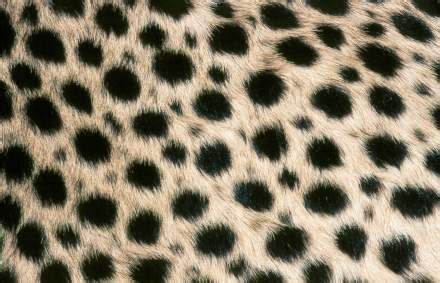 Cheetah Spots