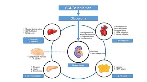 Sodium-Glucose Cotransporter 2 (SGLT2) Inhibitors: Benefits Versus Risk ...