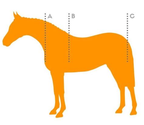 Rug Size Chart For Horses + BONUS Fit Tips – Active Equine