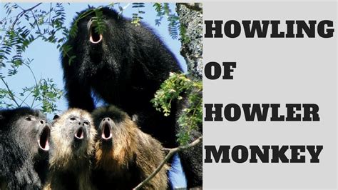 Howler Monkey Facts - YouTube