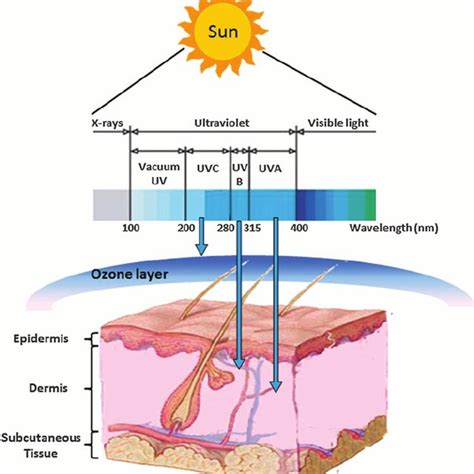 Spectrum of ultraviolet (UV) light and wavelength-dependent penetration ...