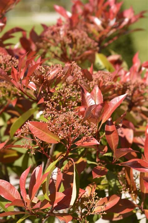 Photinia Red Robin stock image. Image of nature, fraseri - 273684805