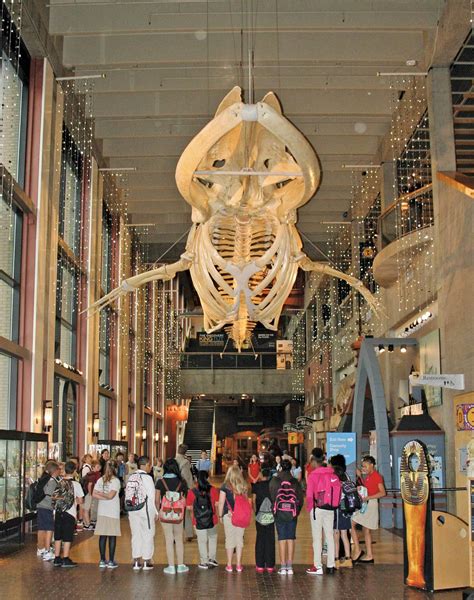 Students stand in a group under a hanging whale skeleton. | Museum ...