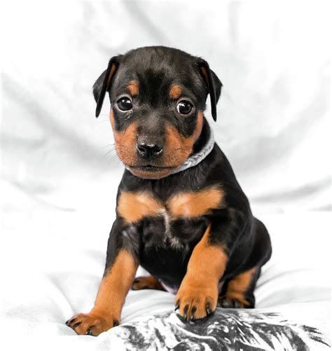 Miniature Pinscher Puppies - Rare Blue Miniature Pinscher Puppy By ...