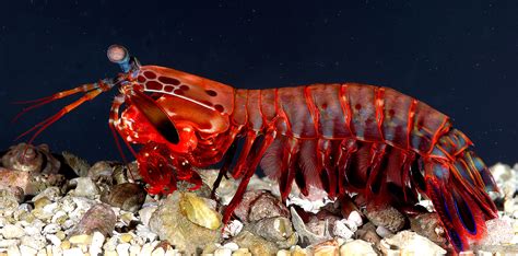 Mantis shrimp - Wikipedia