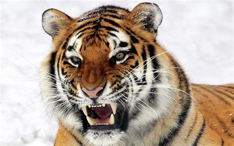 Tiger Feeding - Tiger Facts and Information