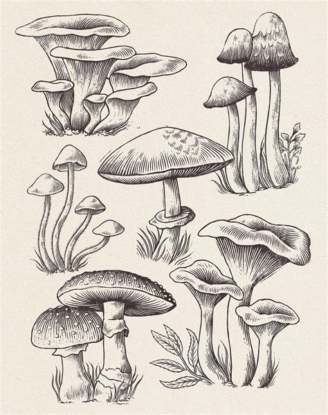 Mushroom Study on Behance | Dibujos botánicos, Bocetos artísticos ...