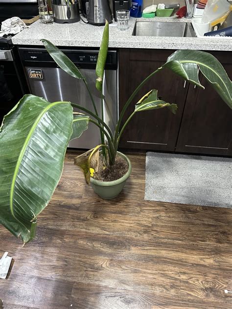 Bird of Paradise losing leaves rapidly! : r/plantclinic