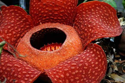 Naughty by Nature: The Most Disgusting and Deadly Flowers | Live Science