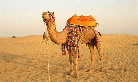 Camel Safari In Rajasthan