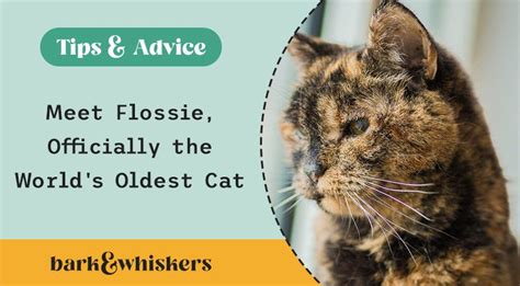 Meet Flossie, Officially the World's Oldest Cat