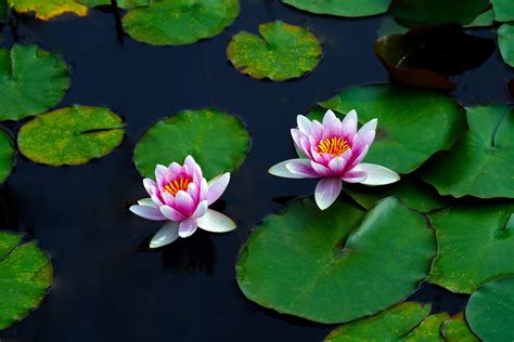 Pink Water Lily in the Pond · Free Stock Photo