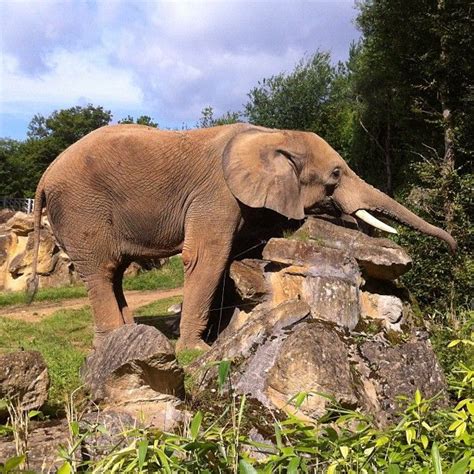 Elephant - Amneville Zoo in France | Elephant, Zoo, Animals