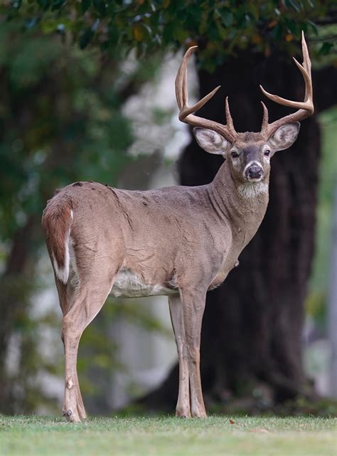 Poaching Investigation Opened into Hollywood Cemetery Buck | Outdoor Life