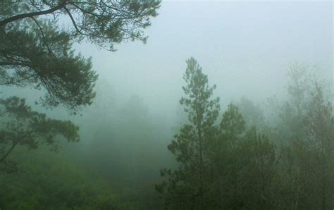 foggy forest landscape. spooky mountain forest nature themed background ...