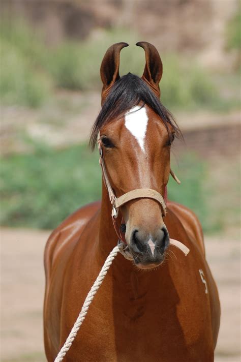 Marwari horse (indigenous horses of india)