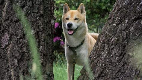 Shiba Inu Husky Mix: Your Best Guide To An Adorable Hybrid