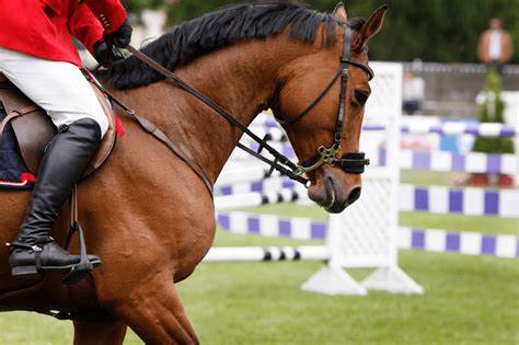 Bet You Didn't Know: Equestrian Olympics Sports Facts - Horse Rookie