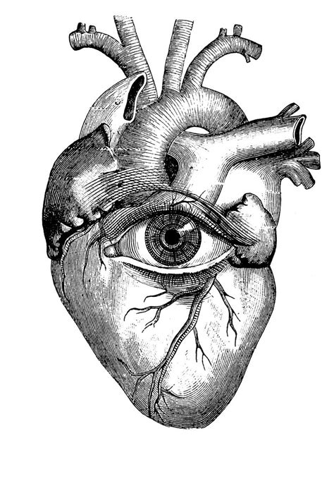 Artchipel | Anatomy art, Human heart drawing, Anatomical heart drawing