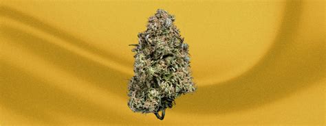 Acapulco Gold Strain - RQS Blog