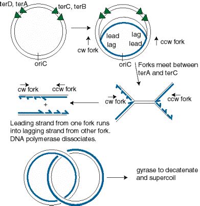 Origin Of Replication Bacteria