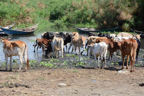 Nile River Basin transboundary wetlands conservation | PANORAMA