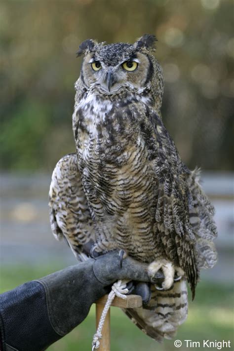 Great Grey Owl Baby