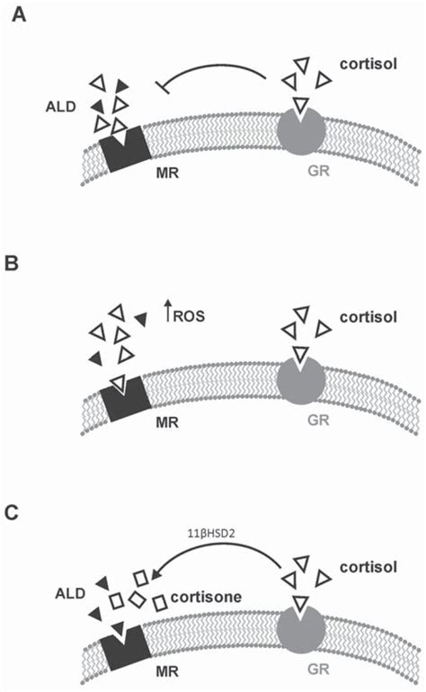 Schematic representation of the possible occupation of the... | Download Scientific Diagram