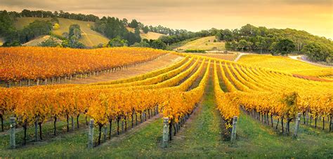 Australian Vineyard Jigsaw Puzzle