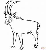 Springbok Coloring Pages Coloring Pages sketch template