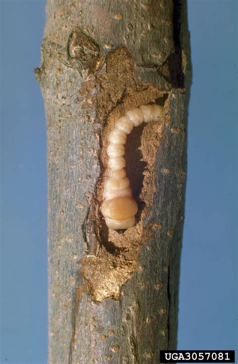 flatheaded appletree borer (Chrysobothris femorata)